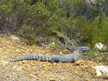 Iguane - Australie